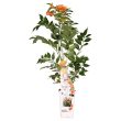 Campsis 'Indian Summer' – Trompetplant met oranje bloemen in pot Ø15cm