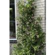 Wintergroene klimplant met geurige bloemen – Trachelospermum