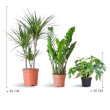 Schaduw Plantenbox – 3 kamerplanten zonder sierpot