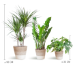 Schaduw Plantenbox – 3 kamerplanten met mand Lissabon gestreept