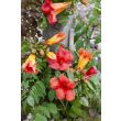 Vuurrode bloemen van Trompetbloem in bloei