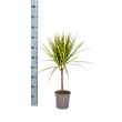Dracaena Marginata Sunray kamerplant 60-80 cm in pot