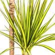 Dracaena Marginata Sunray plant met gele bladranden