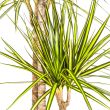 Dracaena Marginata Sunray onderhoudsvriendelijke tropische kamerplant