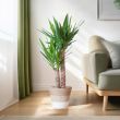 Yucca Elephantipes Palmlelie met mand