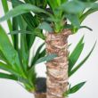 Yucca Elephantipes met stevige stam en lange groene bladeren