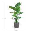 afmetingen Strelitzia nicolai