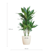 afmeting Dracaena Janet Lind