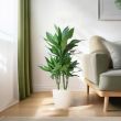 Dracaena Janet Lind in interieur – groene luchtzuiverende plant