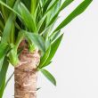 detail Dracaena Janet Lind