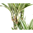 Dracaena White Stripe kamerplant als stijlvolle interieurdecoratie