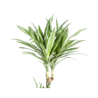 top Dracaena White Stripe kamerplant als stijlvolle interieurdecoratie