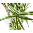 Donkergroene bladeren van Dracaena White Stripe met glanzende witte rand