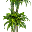 Grote Dracaena Deremensis Dorado tot 190 cm hoog