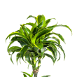 Glanzende bladeren van Dracaena Dorado met subtiele lichtgele randen