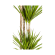 Dracaena Marginata Green als stijlvolle kamerplant in modern interieur