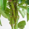 Schefflera Nora kamerplant met stevige stam en glanzend blad