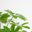 Schefflera Nora glanzend blad