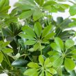 Schefflera Arboricola Nora bladstructuur close-up
