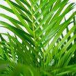 detailbladeren Goudpalm Areca 