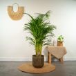 Goudpalm Areca met frisgroene bladeren in woonkamer