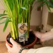 stam Goudpalm Areca met frisgroene bladeren