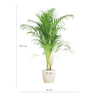 afmetingen Areca palm Dypsis lutescens met sierpot Ø21