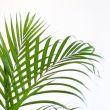 bladeren Goudpalm luchtzuiverende tropische kamerplant