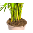 Dypsis Areca Lutescens Goudpalm kamerplant in pot