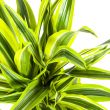 dracaena-lemon-lime-bladeren-detail