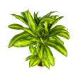 dracaena-met-geelgroene-bladeren