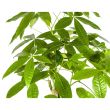 pachira-aquatica-geldboom-kamerplant