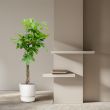 pachira-aquatica-geldboom-met-gevlochten-stam-150cm