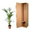 kentia palm binnen howea forsteriana 160cm in verpakking