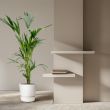 sfeerimpressie kentia palm binnen howea forsteriana 160cm