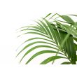 bladeren kentia palm binnen howea forsteriana 160cm