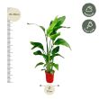 afmeting strelitzia nicolai 100cm witte paradijsvogelplant