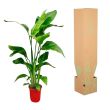 strelitzia nicolai 100cm witte paradijsvogelplant in verpakking
