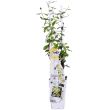 Trachelospermum Star of Toscana met zachtgele bloemen in pot