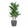 Dracaena Janet Lind met Viber grijze pot