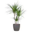 Dracaena Marginata met Viber pot grijs - 95cm - Ø21