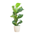 ficus lyrata vioolbladplant 80cm viber sfeer viber pot wit