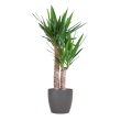 Duurzame Yucca Elephantipes 90 cm in grijze biopot Viber