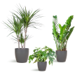 Schaduw Plantenbox – 3 kamerplanten met vibers pot grijs 