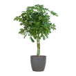 Schefflera Arboricola Nora kamerplant met handvormige bladeren