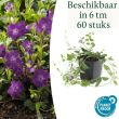 Beeld