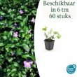 Beeld