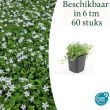 Beeld