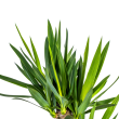 Yucca bladeren