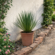 Yucca in tuin